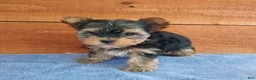 Yorkshire Terrier dogs for sale: Riley  - Ad 3
