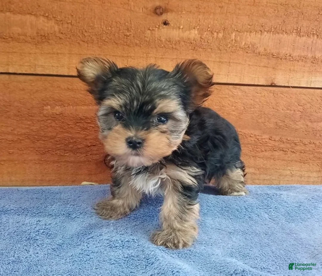 Yorkshire Terrier dogs for sale: Riley  - Ad 3