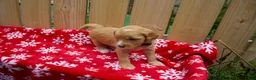Goldendoodle dogs for sale: Ebony - Ad 9