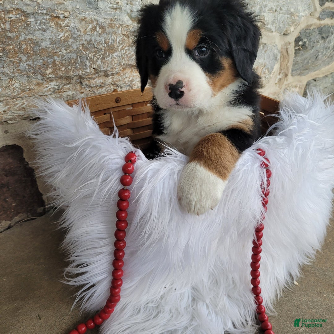 Bernese Mountain Dog dogs for sale: Marshmellow - Ad 2