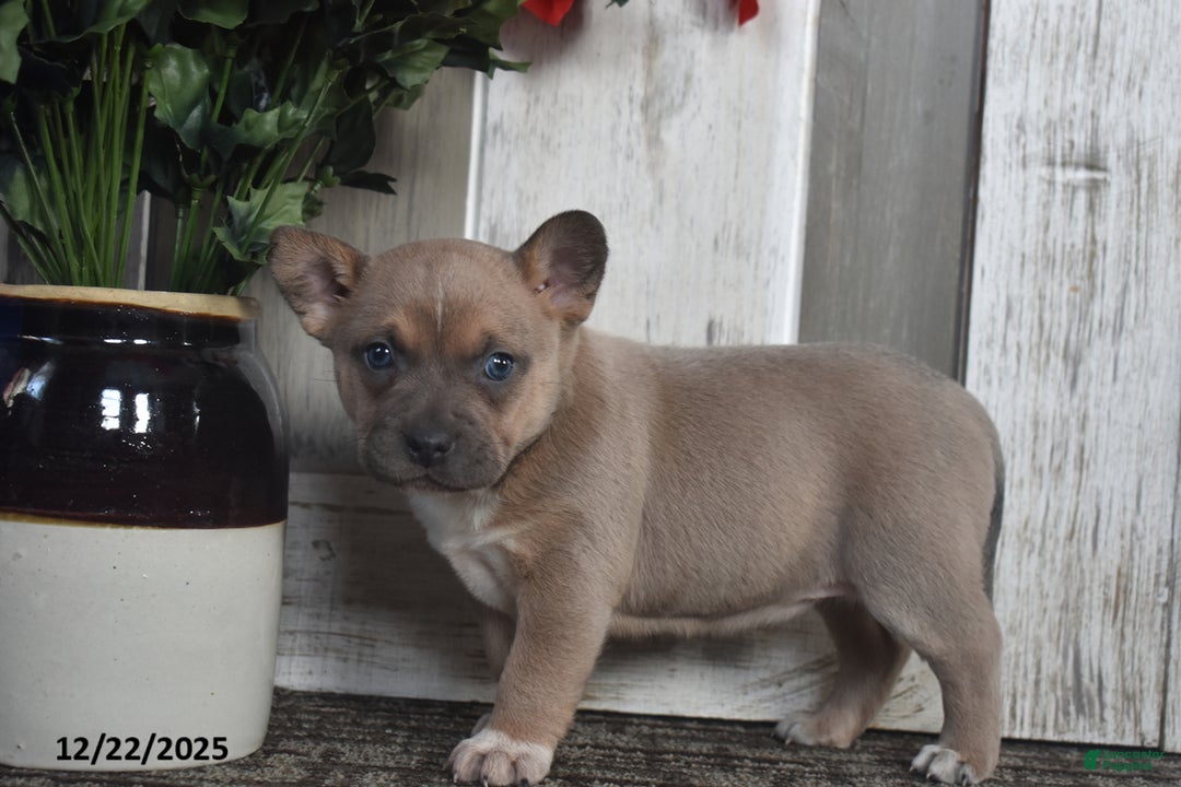 Mixed Breed dogs for sale: Isabelle - Ad 4