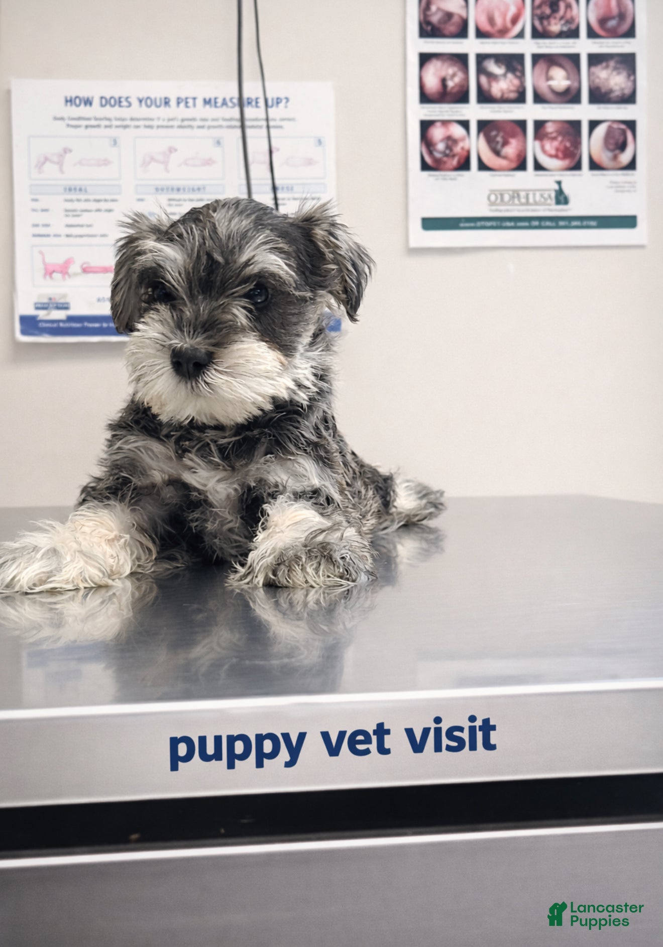 Miniature Schnauzer dogs Miniature Schnauzer Puppy 1 - Ad 35