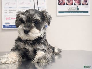 Miniature Schnauzer dogs Miniature Schnauzer Puppy 1 - Ad 28