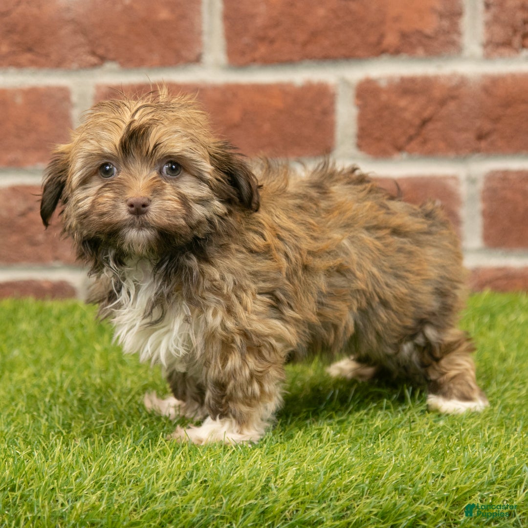 Havanese dogs for sale: Sabrina - Ad 2