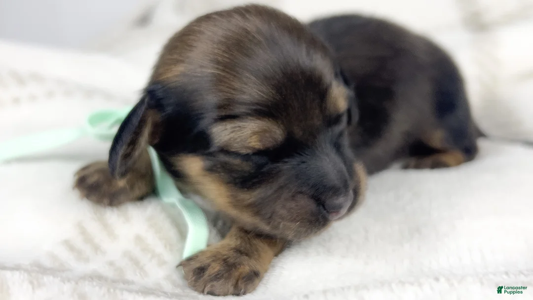 Miniature Dachshund dogs for sale: Coca-cola - Ad 1
