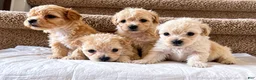 Maltipoo dogs for sale: Meet Coco — Adorable Maltipoo Puppy - Ad 17