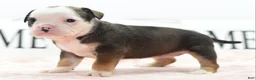 Mixed Breed dogs for sale: Queen - Ad 15