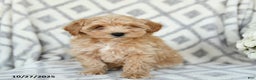 Maltipoo dogs for sale: Justin - Ad 1