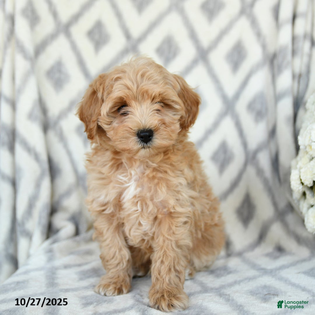 Maltipoo dogs for sale: Justin - Ad 1