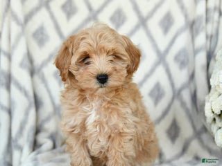 Maltipoo dogs Justin - Ad 34