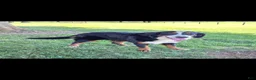 Bernese Mountain Dog dogs for sale: Brandi - Ad 3