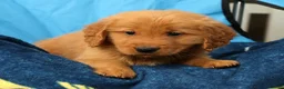 Golden Retriever dogs for sale: Levi - Ad 8