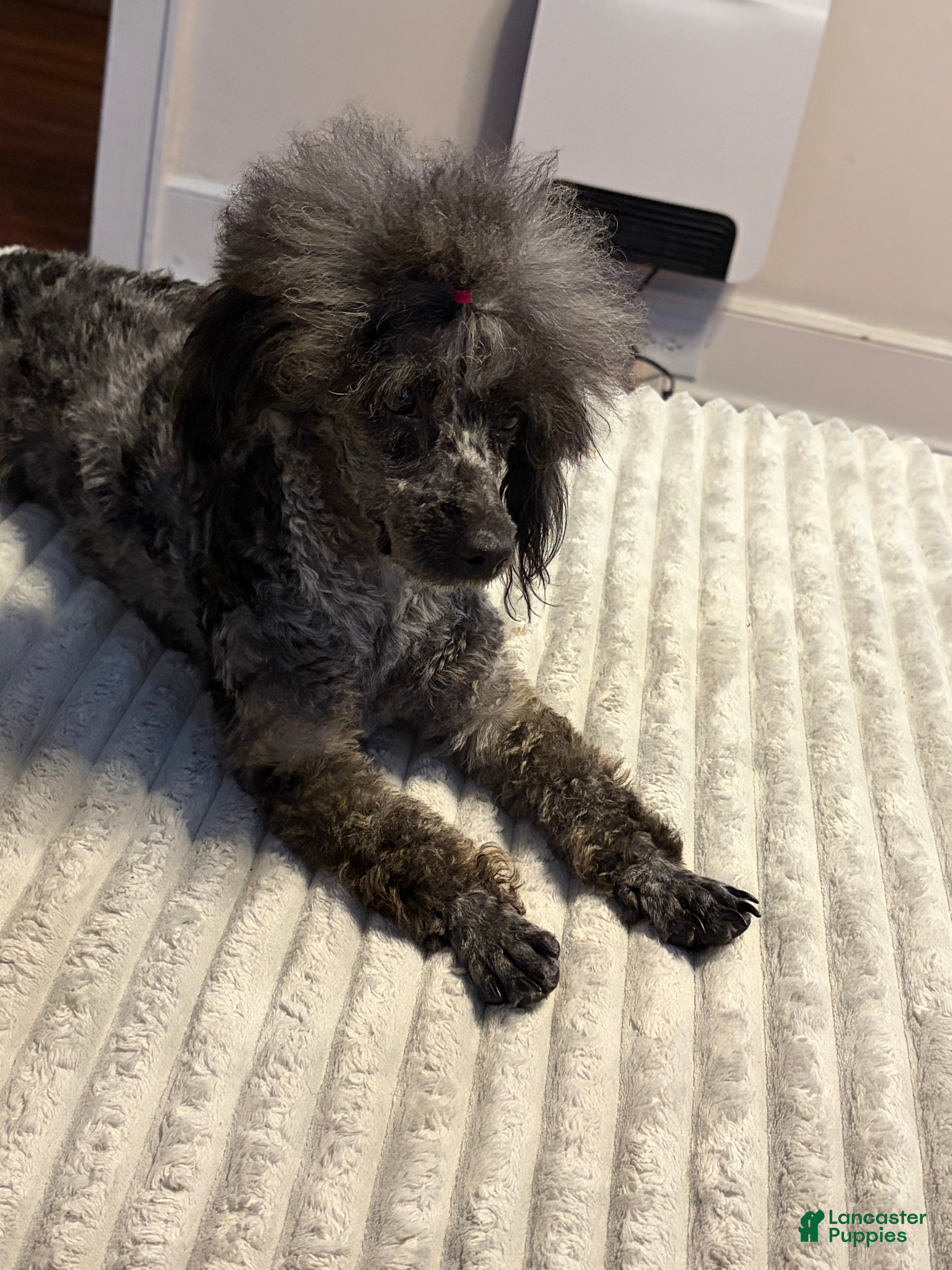 Toy Poodle dogs Toy Poodle Puppy 1 - Ad 33