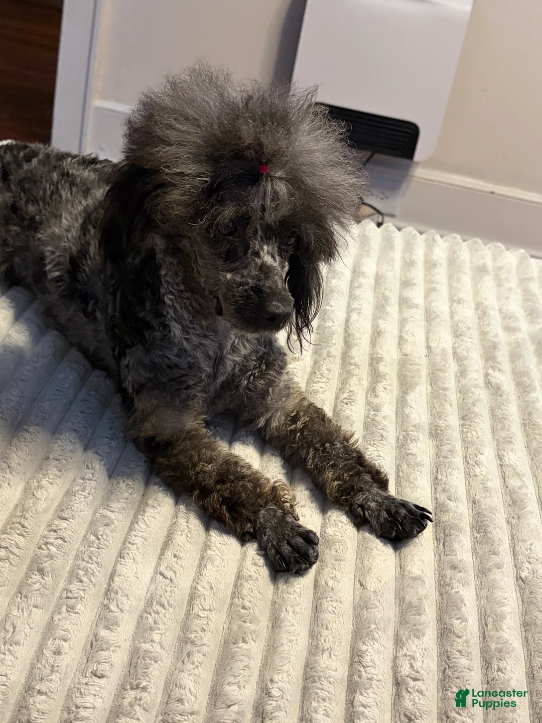 Toy Poodle dogs for sale: Toy Poodle Puppy 1 - Ad 1