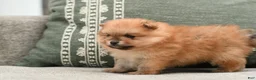 Pomeranian dogs for sale: Leo - Ad 2