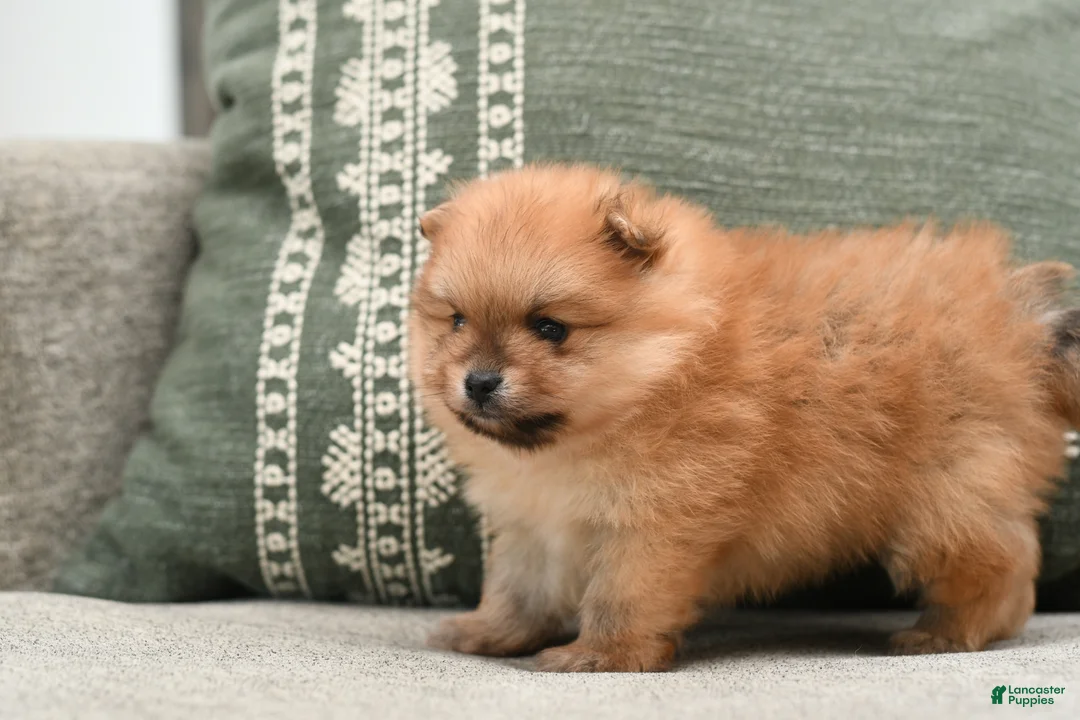 Pomeranian dogs for sale: Leo - Ad 2