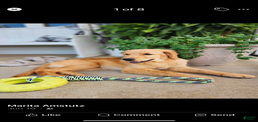 Gallery Image {{count}}