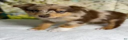 Australian Shepherd dogs for sale: Australian Shepherd lynxley - Ad 12