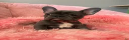 French Bulldog dogs for sale: Birdie  - Ad 1