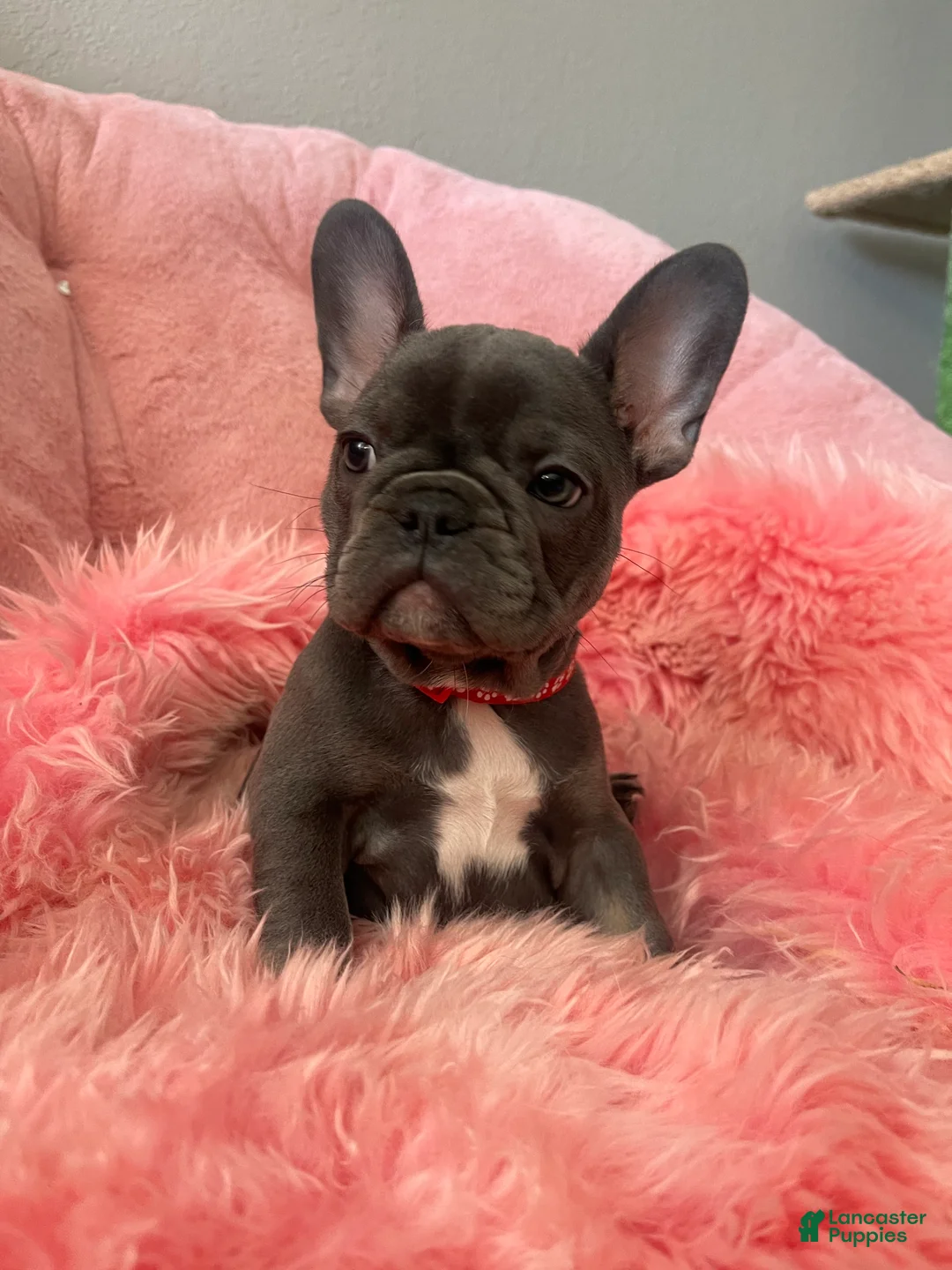 French Bulldog dogs for sale: Birdie  - Ad 1