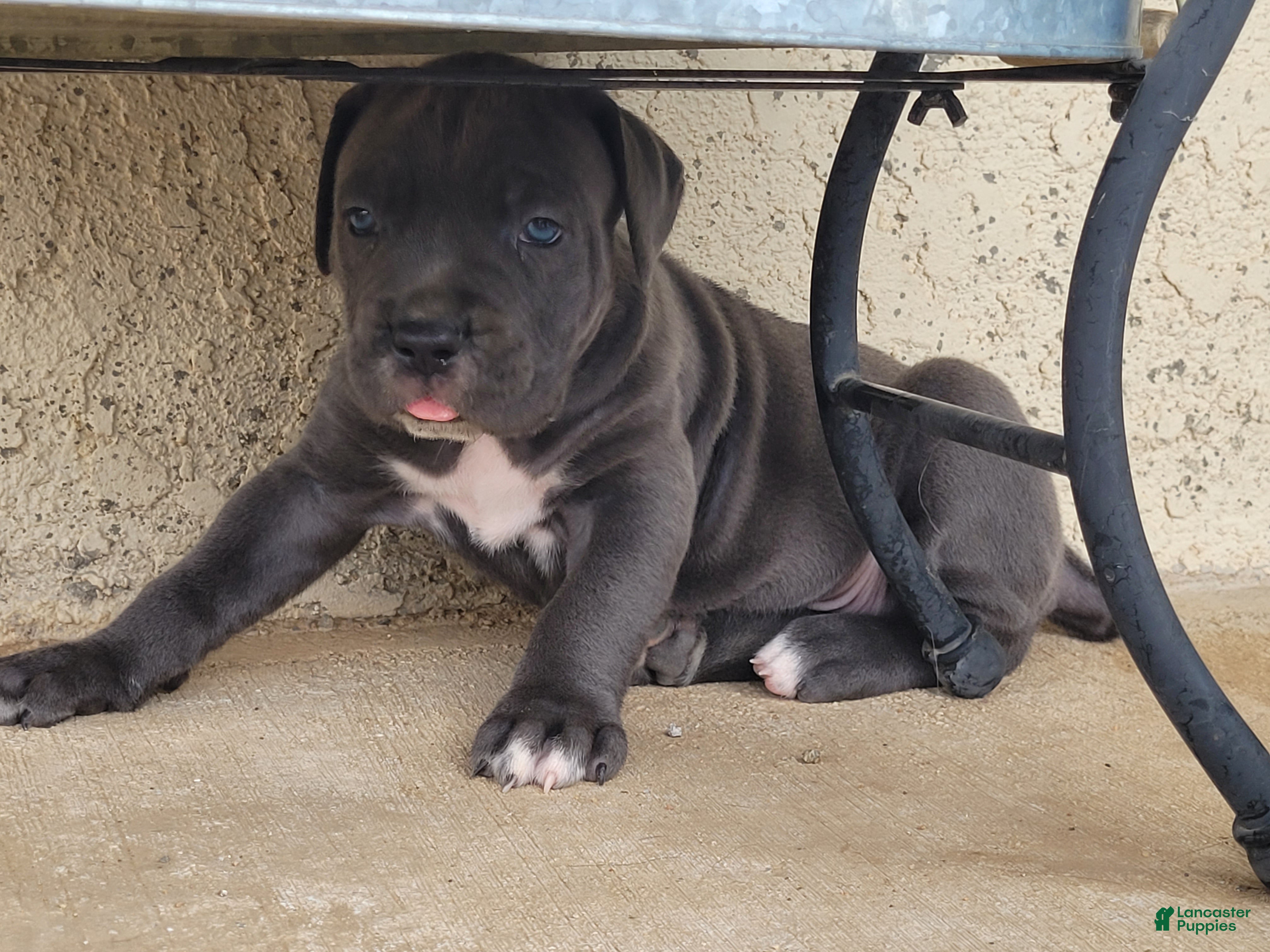Cane Corso dogs Sol - Ad 2