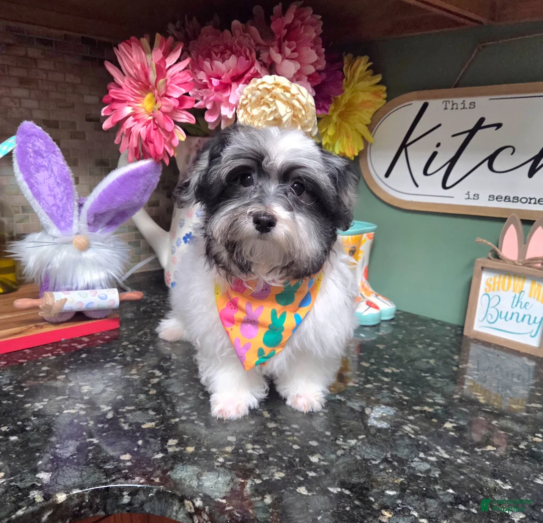 Maltipoo dogs for sale: Marshall  - Ad 6