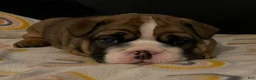 English Bulldog dogs for sale: English Bulldog Puppy 1 - Ad 18