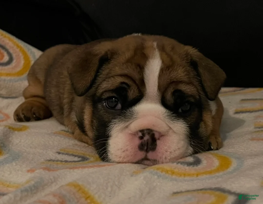 English Bulldog dogs for sale: English Bulldog Puppy 1 - Ad 18
