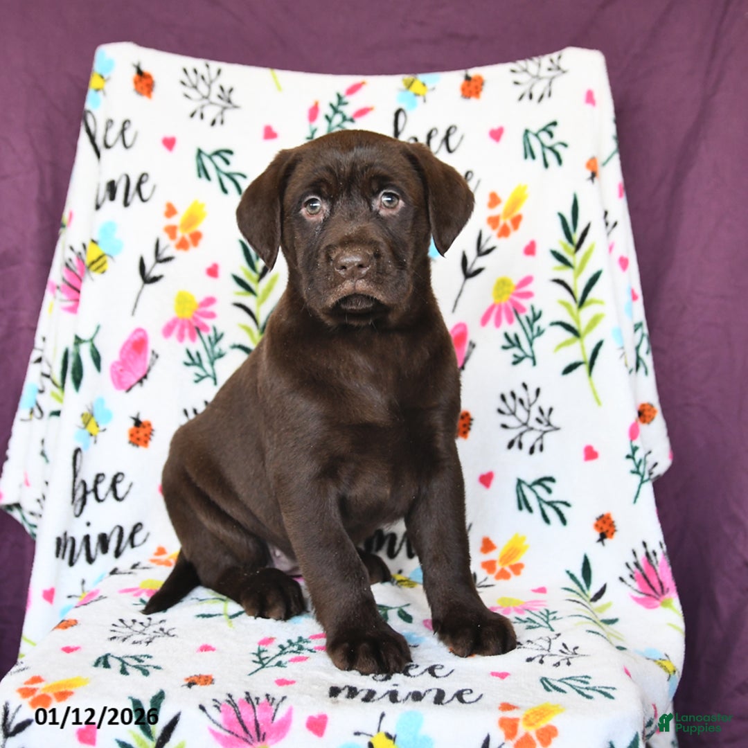 Labrador Retriever dogs for sale: Pansy - Ad 3