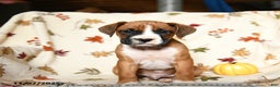 Boxer dogs for sale: Bambi - Ad 8