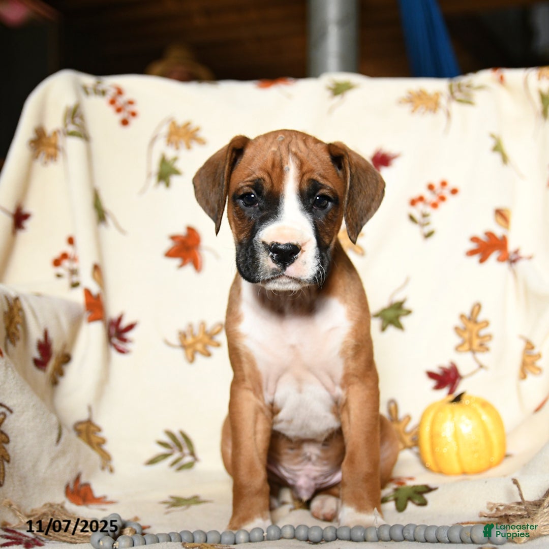 Boxer dogs for sale: Bambi - Ad 8