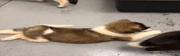 Akita dogs for sale: Happy - Ad 14