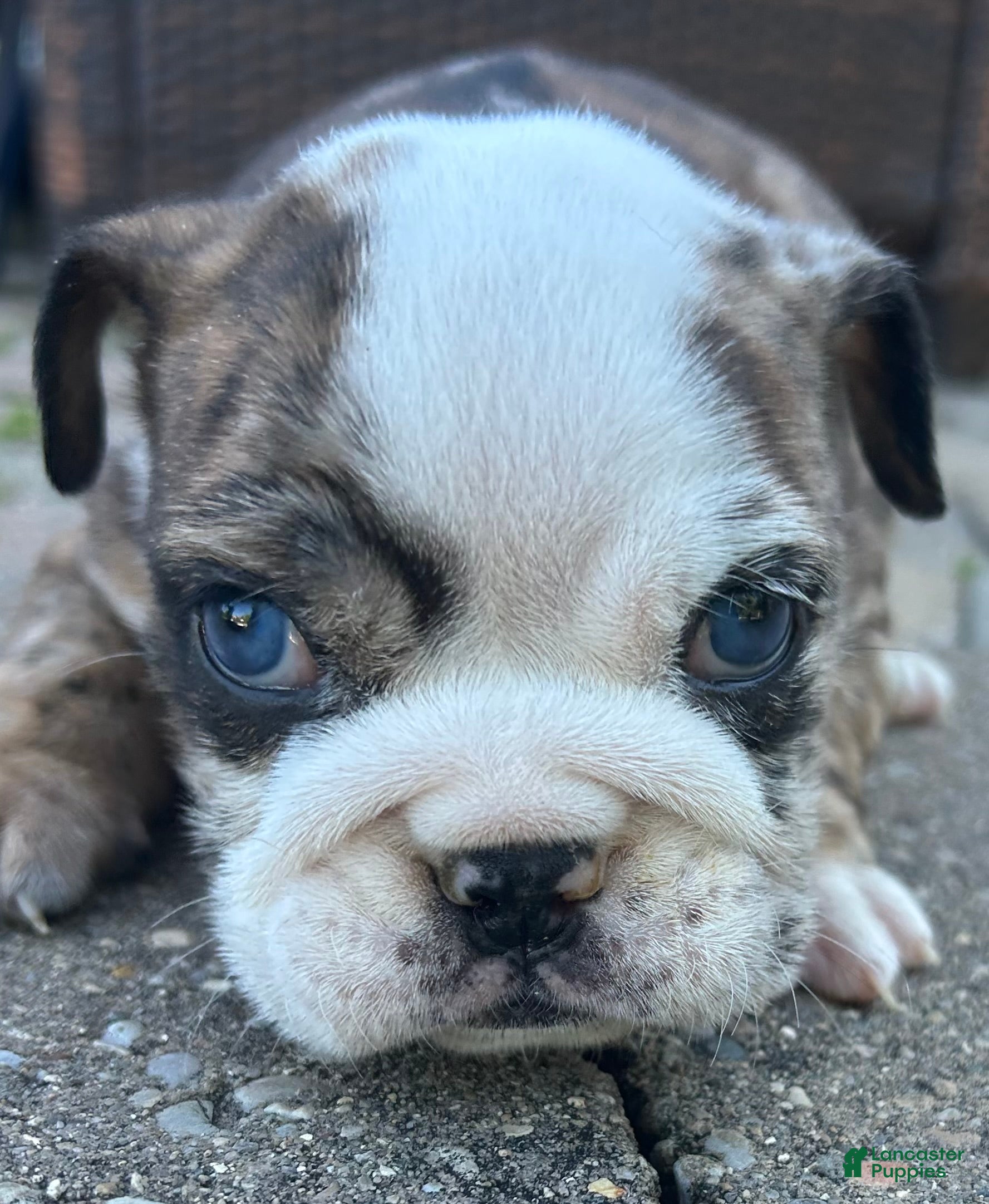 English Bulldog dogs Blanche - Ad 3