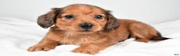 Miniature Dachshund dogs for sale: Blaze  - Ad 5