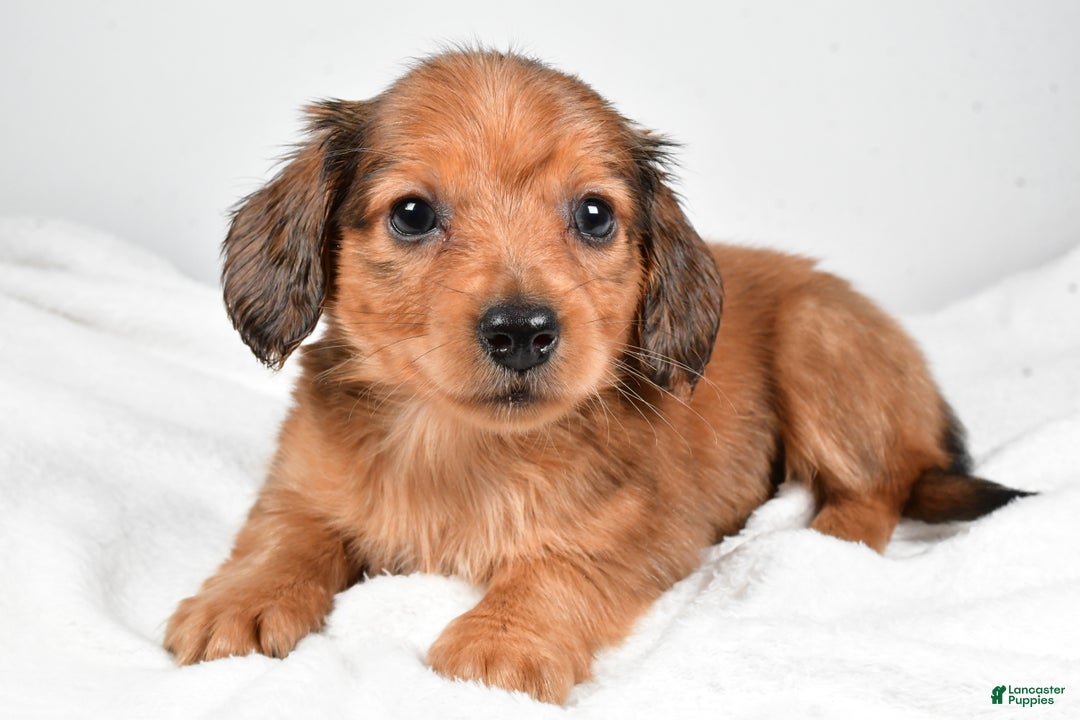Miniature Dachshund dogs for sale: Blaze  - Ad 5