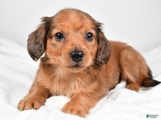 Miniature Dachshund dogs Blaze - Ad 24