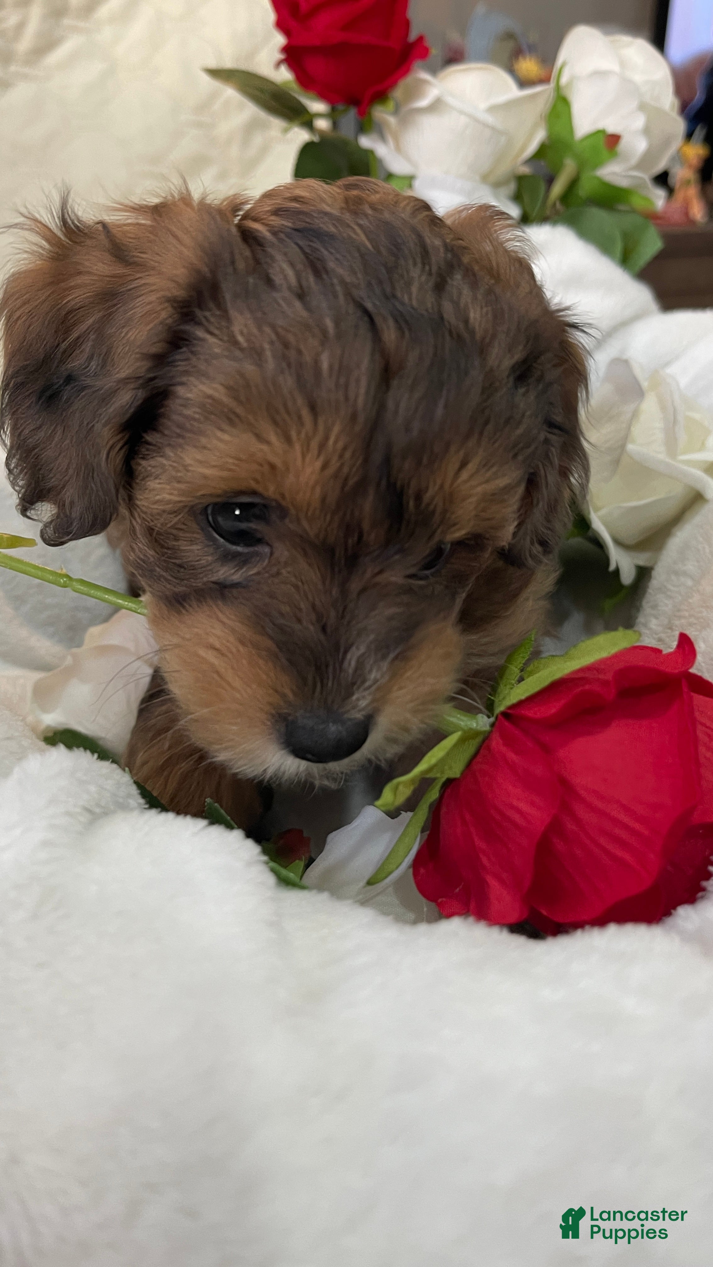 Aussiedoodle dogs Lady - Ad 1