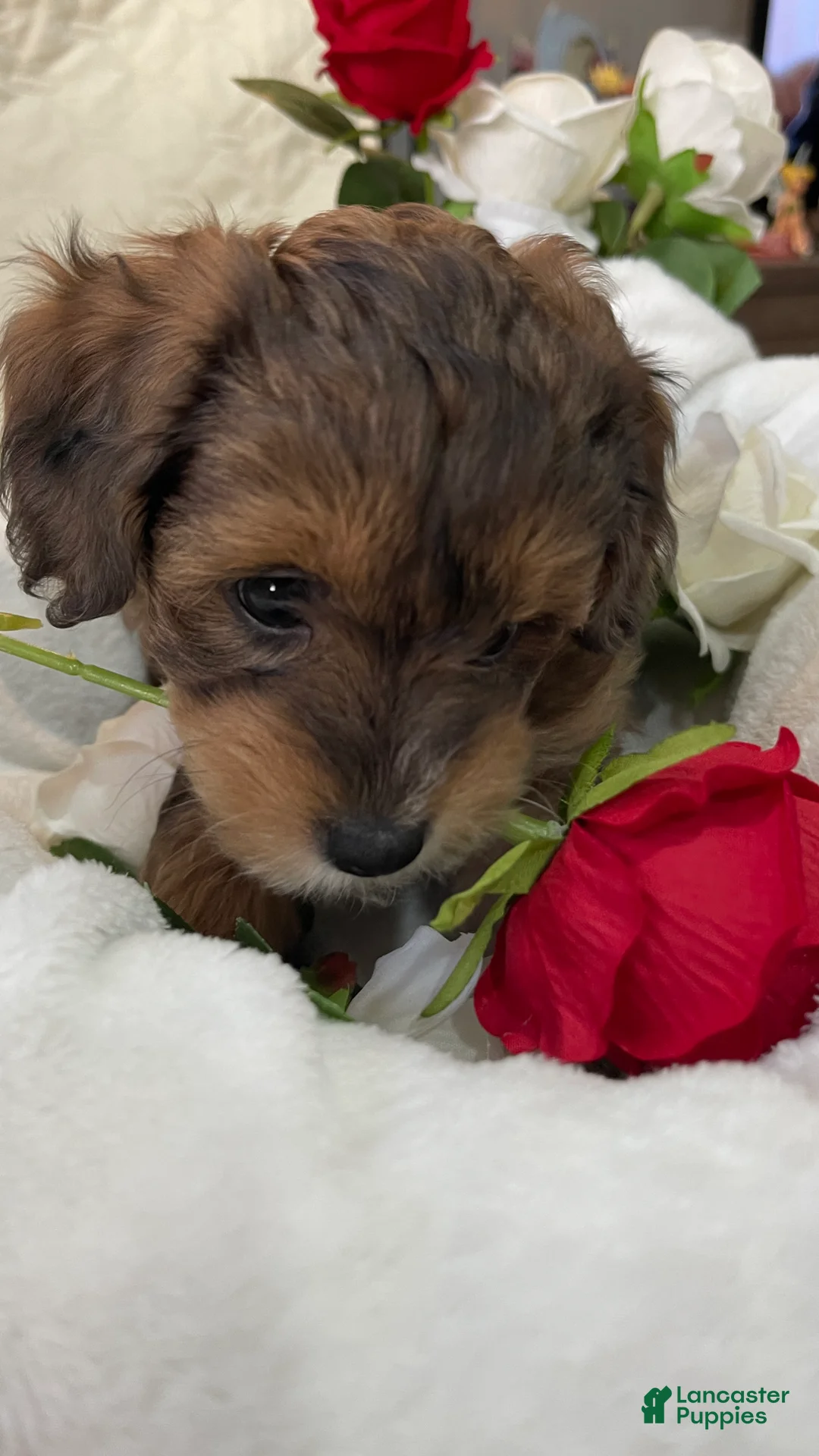 Aussiedoodle dogs for sale: Lady - Ad 1