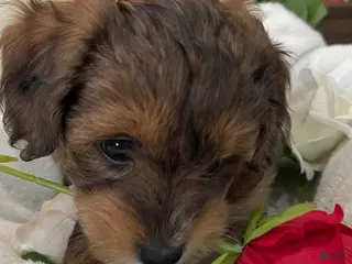 Aussiedoodle dogs for sale: Lady - Ad 3