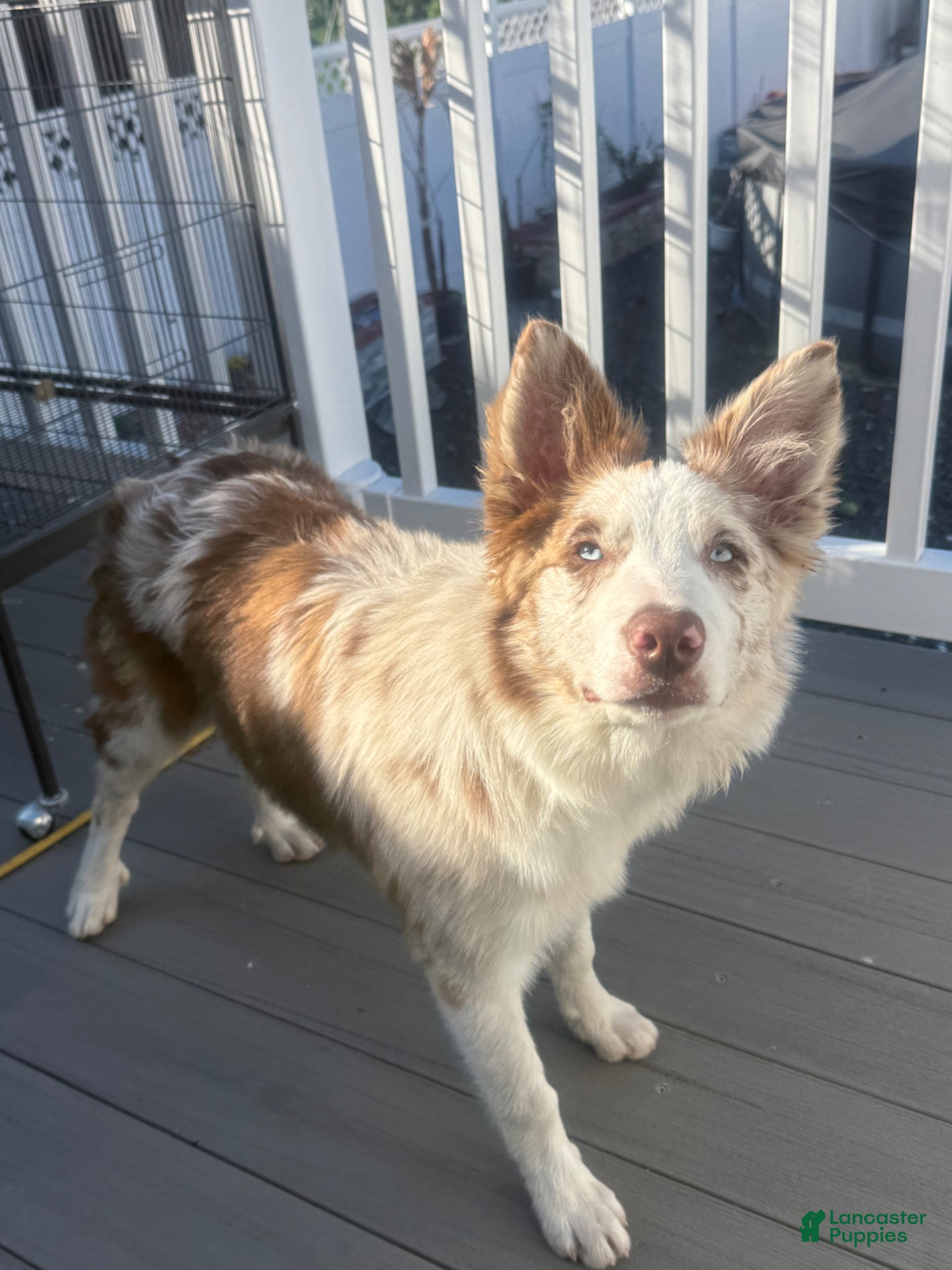 Border Collie dogs Border Collie Puppy - Ad 35