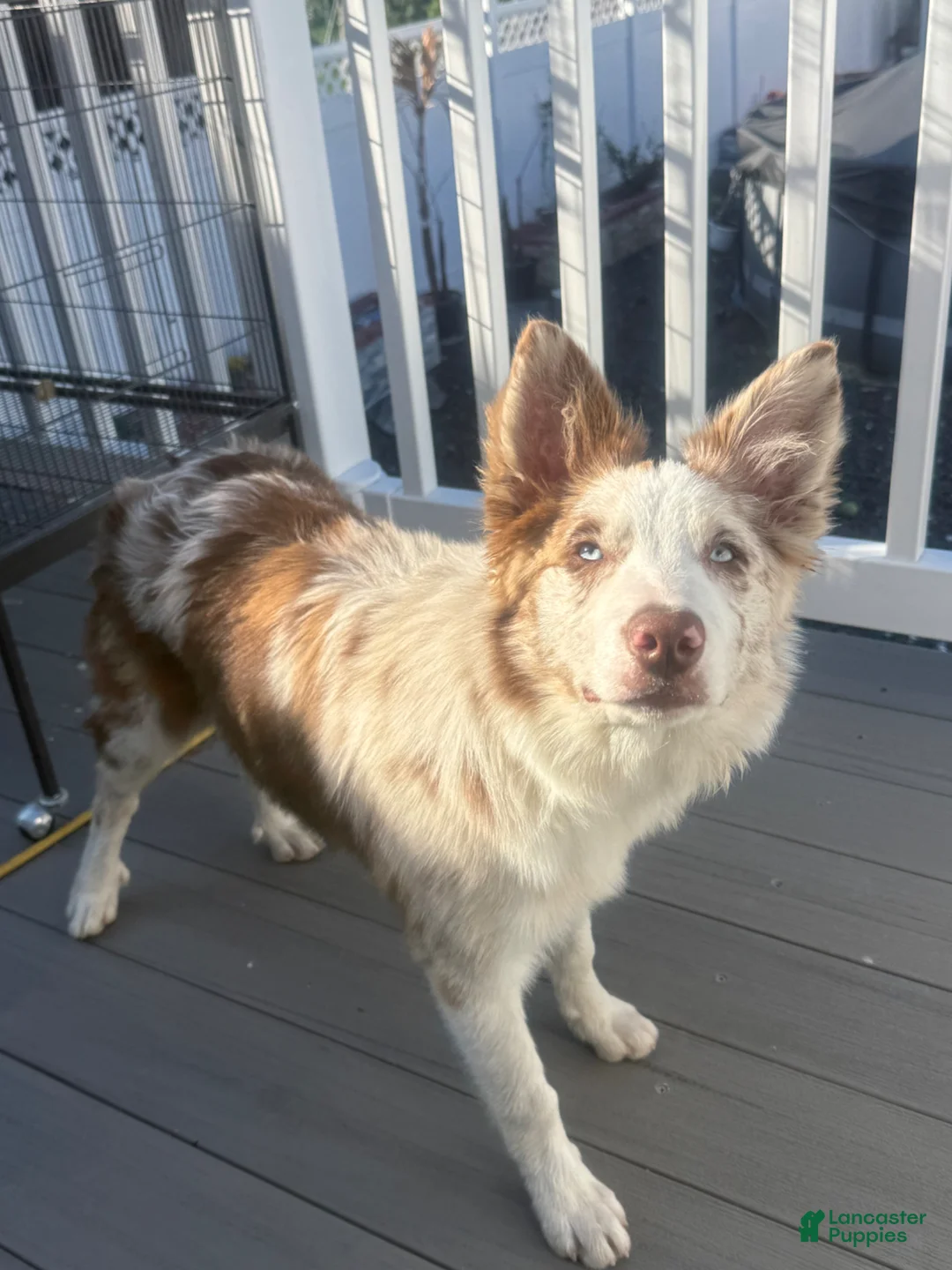 Border Collie dogs for sale: Border Collie Puppy - Ad 1