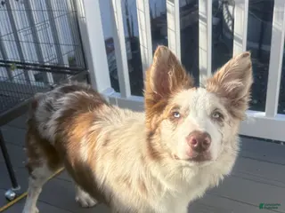 Border Collie dogs Border Collie Puppy - Ad 35