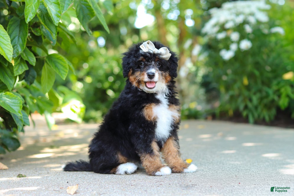 Mini Bernedoodle dogs Ellie - Ad 1