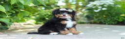 Mini Bernedoodle dogs for sale: Ellie - Ad 1