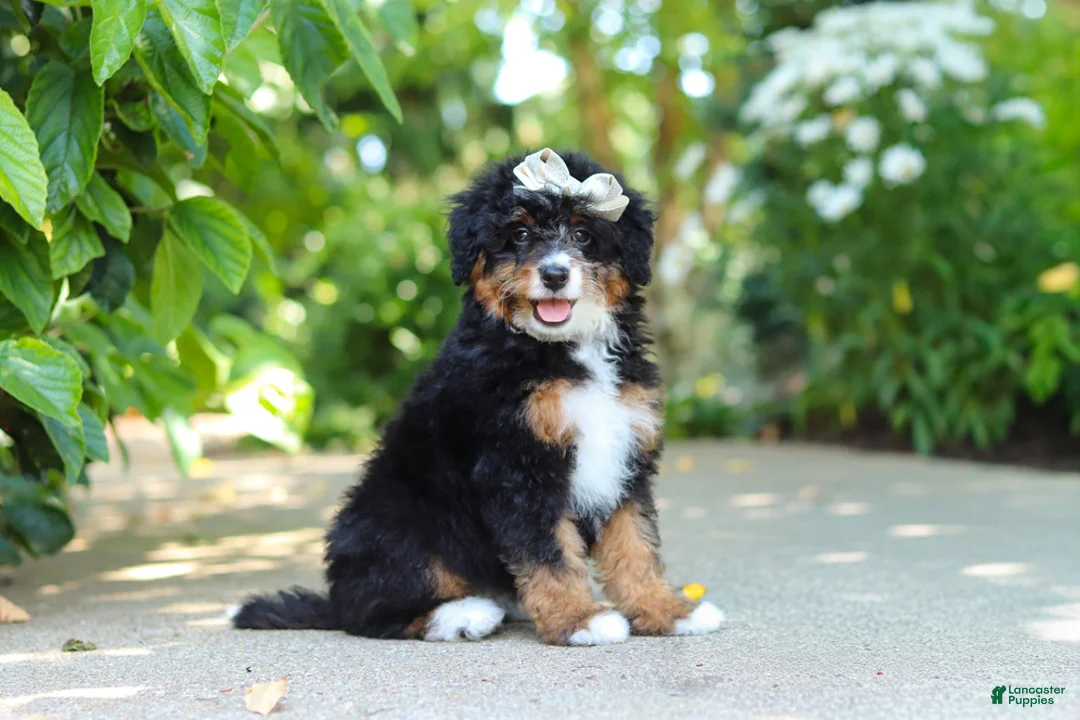 Mini Bernedoodle dogs for sale: Ellie - Ad 1