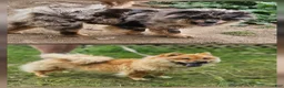 Chow Chow dogs for sale: Merle Rough Male  - Ad 5