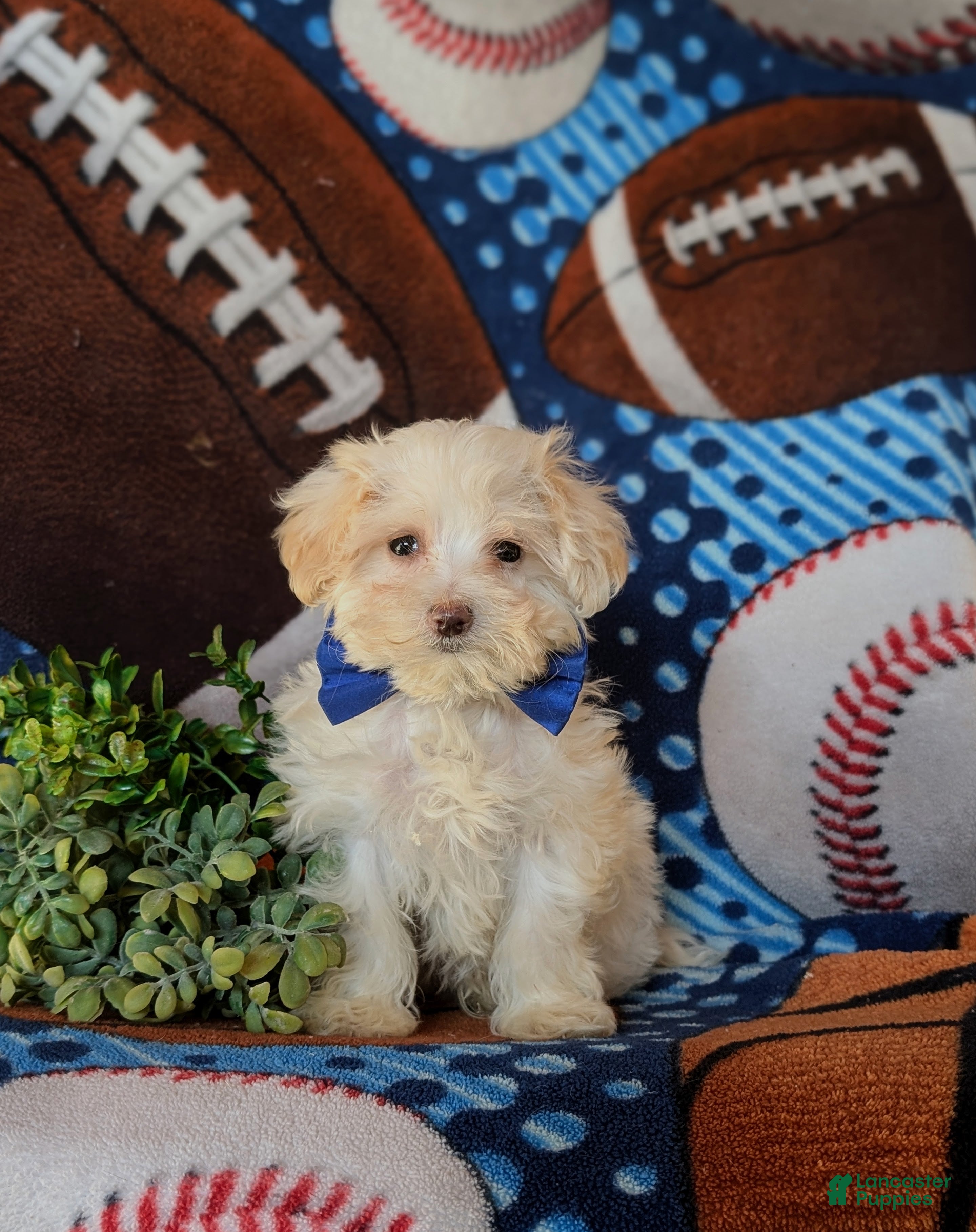 Maltipoo dogs Casey - Ad 38