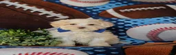 Maltipoo dogs for sale: Casey - Ad 1