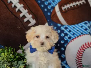 Maltipoo dogs Casey - Ad 38
