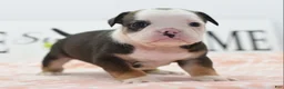 Mixed Breed dogs for sale: Queen - Ad 20